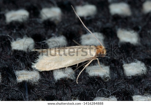 Tineola bisselliella known as the common clothes\
moth, webbing clothes moth, or simply clothing moth. It is a pest\
of clothing in homes.