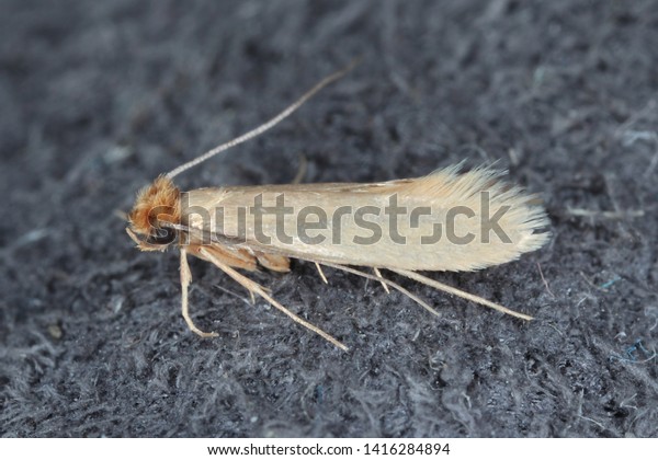 Tineola bisselliella known as the common clothes\
moth, webbing clothes moth, or simply clothing moth. It is a pest\
of clothing in homes.