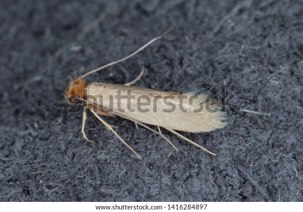 Tineola bisselliella known as the common clothes
moth, webbing clothes moth, or simply clothing moth. It is a pest
of clothing in homes.