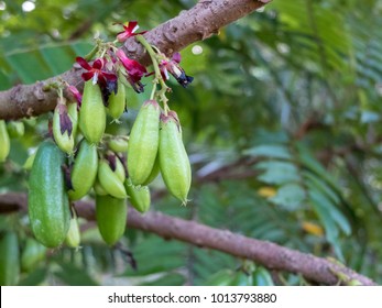 Tingling Fruit On Tree