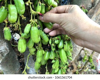 Tingling Fruit On Tree