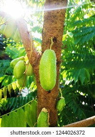 Tingling Of Fruit In Thailand. 