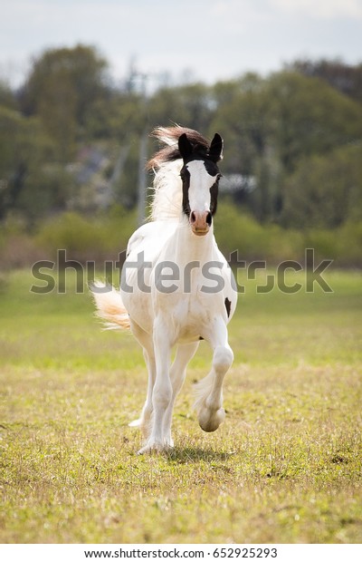 tinker foal
