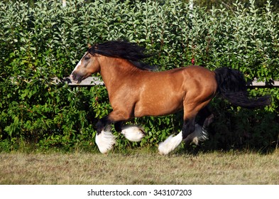 591 Tinker pony Images, Stock Photos & Vectors | Shutterstock