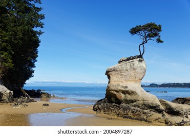 The Tinline Bay Tree, A Tree Battling The Odds With The Ocean