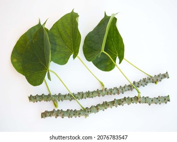 Tinospora Cordifolia Leaf Isolated On White Stock Photo 2076783547 ...