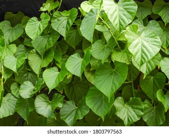 Tinospora Cordifolia Local Name Guduchi Giloy Stock Photo 1803797563 ...