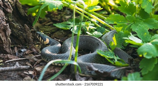 669 Gliding snake Images, Stock Photos & Vectors | Shutterstock