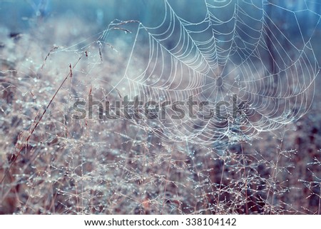 Similar – Image, Stock Photo Pieces of tree wood bark covered by a thin layer of snow in sunlight