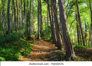 Tintern, Wye Valley, Monmouthshire, Wales, UK