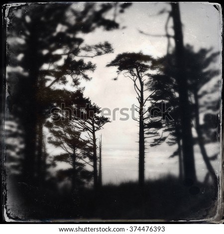 Tin-type style image of back-lit pine trees on the Washington state coast.