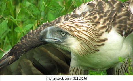 Tinuy-an The Philippine Eagle