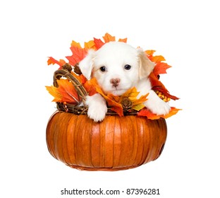 Tiny 5 week old white and tan chihuahua resting in a group of autumn leaves inside of a wooden pumpkin basket, isolated on white.
