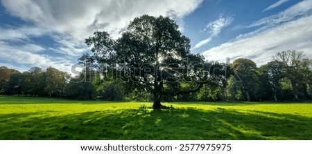 From tiny acorns do might oaks grow
