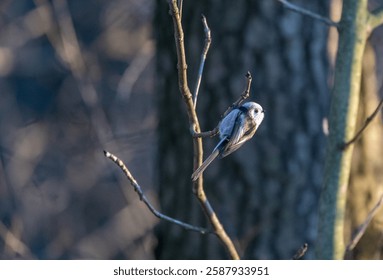 Tiny acrobat of the avian world, a Long-tailed Tit perches delicately on a winter branch, its fluffy plumage and curious gaze capturing the beauty of nature's small wonders.