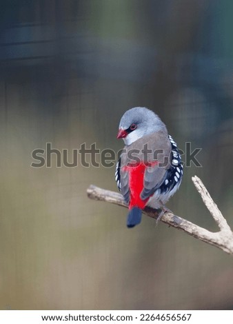 Tiny active jaunty Diamond Firetail in natural beauty.        