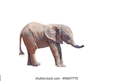 A Tiny African Elephant Calf, Loxodonta Africana, Isolated In White