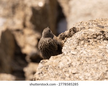 A tiny alpine bird stands on sunlit granite with a soft winter mountain backdrop near Aiguille du Midi.