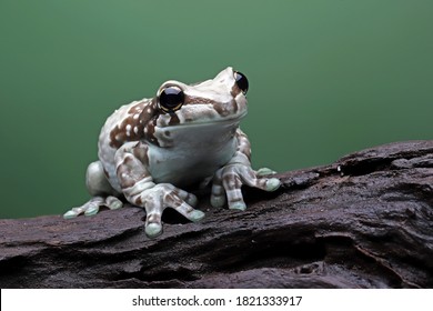 311 Blue milk frog Images, Stock Photos & Vectors | Shutterstock