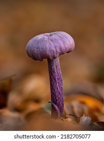 A Tiny Amethyst Deceiver In Autumn