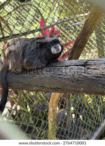 Tiny animals Like mammals or monkeys in way of extinction 