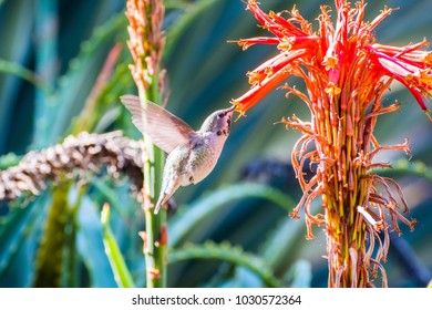Tiny Anna's Hummingbird drinking nectar from an aloe flower, San Francisco bay area, California 