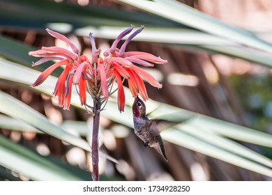 Tiny Anna's Hummingbird drinking nectar from an aloe flower, San Francisco bay area, California 