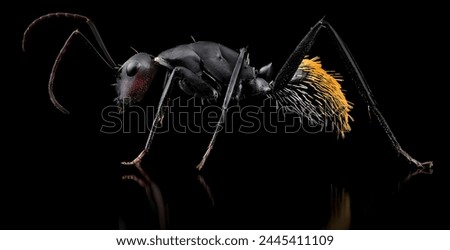 a tiny ant in a black background