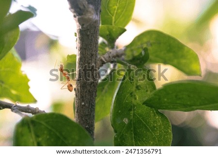 A tiny ant climbs a small branch alone in the wild. nature shots, on earth