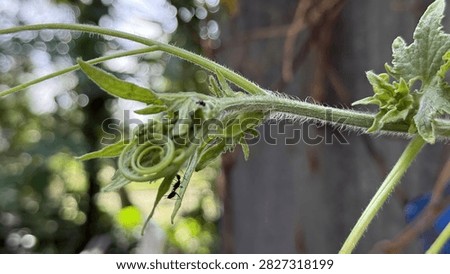 Tiny ant walking on a green plant tendril in a garden