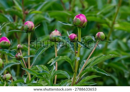 Tiny ants crawl over unopened pink peony flower buds, hinting at the sweet nectar within and the coming bloom