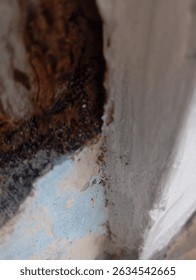 Tiny ants march in a long line across an aged wall of a forgotten house. The soft blur adds mystery and charm, capturing a moment of nature thriving quietly in human spaces.