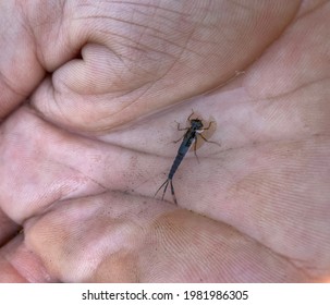 A Tiny Aquatic Mayfly Larva Rests In Water In A Hand. Indiana.