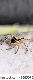 Tiny arachnid with striking features