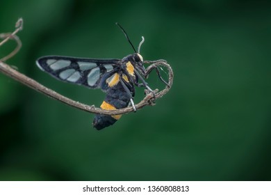 Tiny Arctiinae Moth