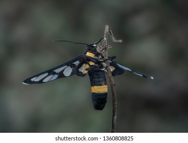 Tiny Arctiinae Moth