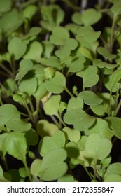 Tiny Arugula Plants Growing In Their Seedbed