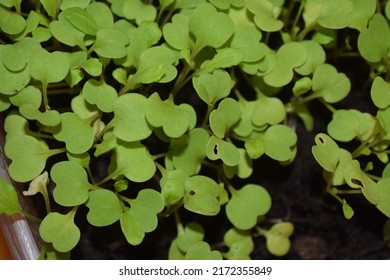 Tiny Arugula Plants Growing In Their Seedbed