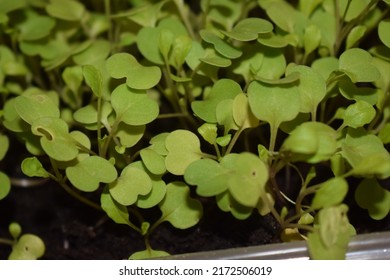 Tiny Arugula Plants Growing In Their Seedbed