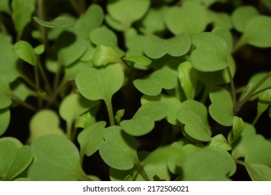 Tiny Arugula Plants Growing In Their Seedbed