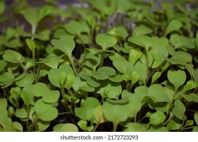 Tiny Arugula Plants Growing In Their Seedbed