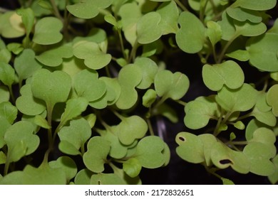 Tiny Arugula Plants Growing In Their Seedbed