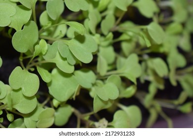 Tiny Arugula Plants Growing In Their Seedbed