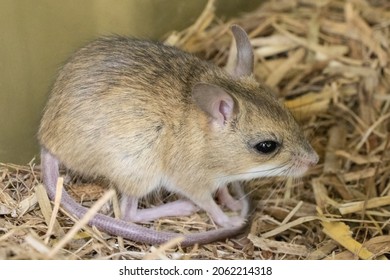 Tiny Australian Spinifex Hopping Mouse 