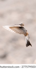 Tiny avian creature mid-air, blurred background, delicate feathers, fast motion capture, wildlife.