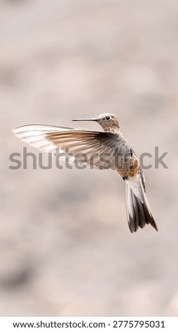 Tiny avian creature mid-air, blurred background, delicate feathers, fast motion capture, wildlife.