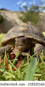 Tiny Baby California Desert Tortoise