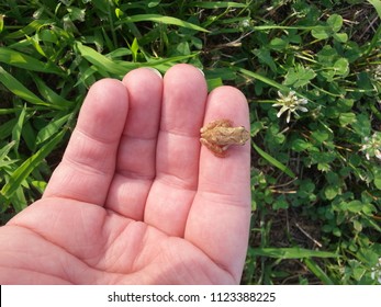 Tiny baby frog