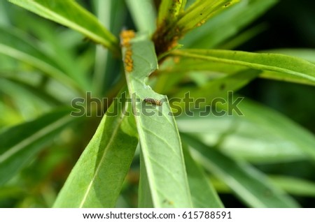 tiny baby monarch caterpillar