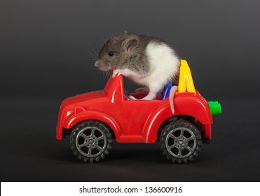 Tiny Baby Rat On A Toy Car